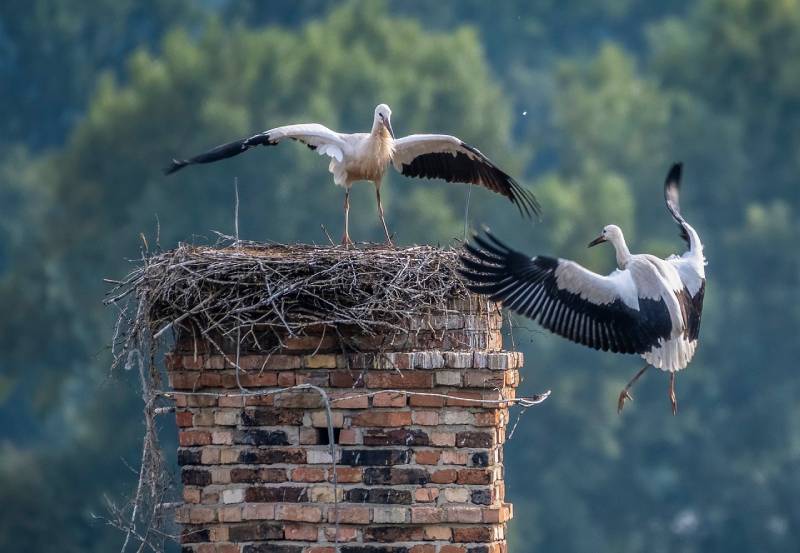 Professional Chimney Animal Removal Services in Commerce, California